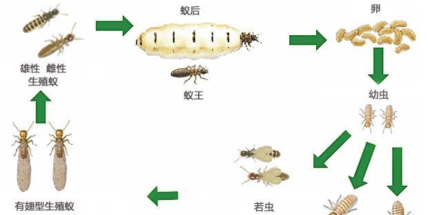 全面教程（详细步骤，让你轻松掌握分区技巧）