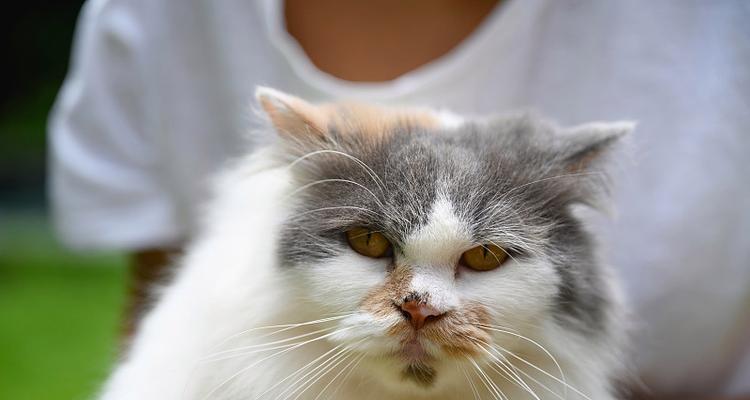 以黑猫摄像机为主题的安全监控利器（黑猫摄像机让您随时随地守护家园）